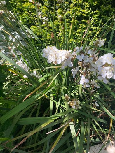 Libertia plants