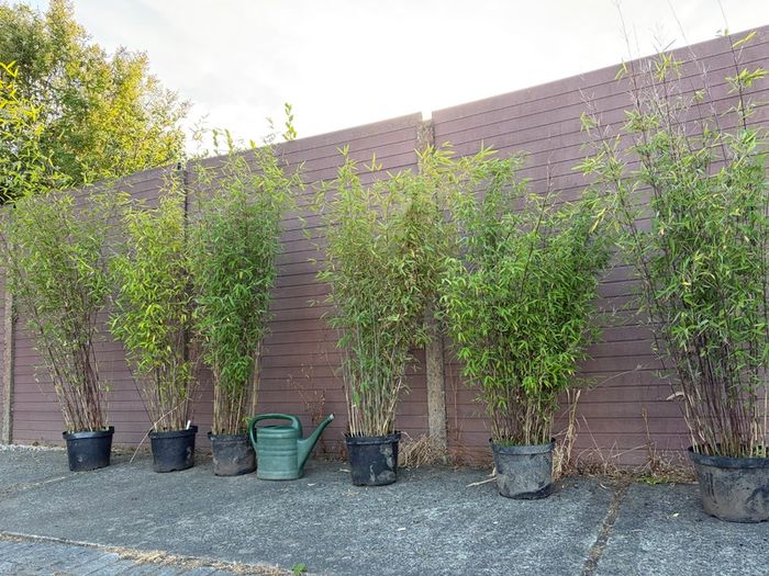 large clumping bamboos