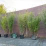 large clumping bamboos Image 2