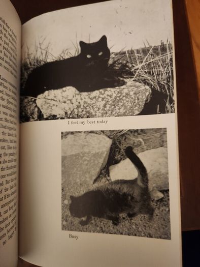 Lama  Derek Taynge. 1966 First Edition Hardback With Dustjacket 37.