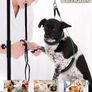 Foldable Pet Grooming Arm with Clamp, Dog Grooming Loop Noose & Two No Sit Haunch Holder, 35.5" Height Adjustment Grooming Arm for Large and Small Dogs (FREE POSTAGE) Image 3