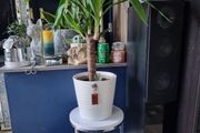 yucca