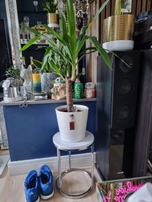 yucca