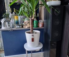 yucca