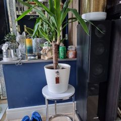 yucca