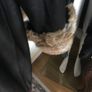 leather coat,good condition, size L Image 3