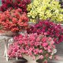 (S) Snapdragon Candy Showers Wine seeds (10s) (414925) Image 2