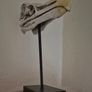 1/1 resin copy of a albatross skull. On display stand. Image 2