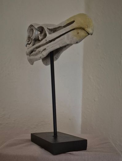 1/1 resin copy of a albatross skull. On display stand.