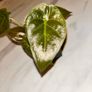 plant Image 4