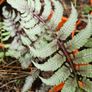 Large Fern Plants, Three Euros Image 2