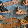 dog Image 5