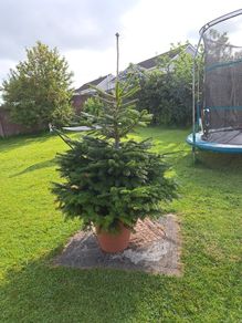christmas tree