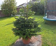 christmas tree