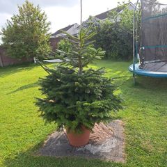christmas tree