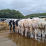 Online Belgian blue sale Image 6