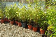 Clumping bamboo