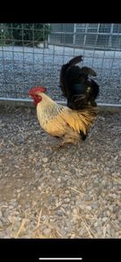 Show Quality Roosters