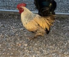 Show Quality Roosters
