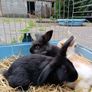Rabbit Image 4