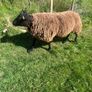 Dutch spotted Rams Image 8