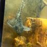 pleco Image 3