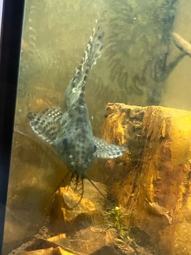 pleco