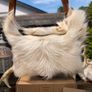 Handcrafted Goat Hide Bag Unusual Image 2