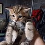 kittens free to good home Image 10