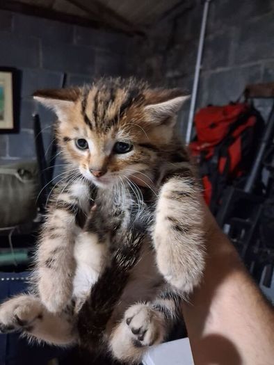 kittens free to good home