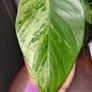 Epipremnum Aureum Marble Queen big leaves Image 8