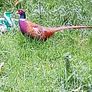 Pheasants 2026 Image 2