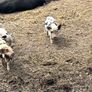 Kune kune piglets Image 2