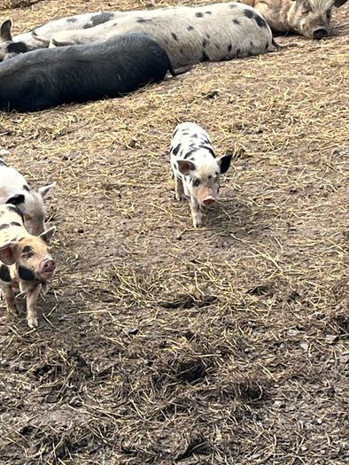 Kune kune piglets