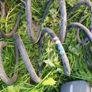vw sharan / seat alhambra 7m susp springs oem Image 3