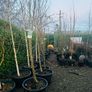 Japanese rowan tree job lot Image 2