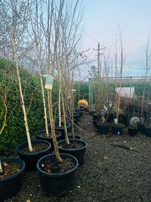 Japanese rowan tree job lot