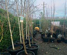 Japanese rowan tree job lot