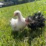 pekin pairs Image 3