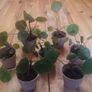 Mini Pilea Plants - 6cm Pots Image 2