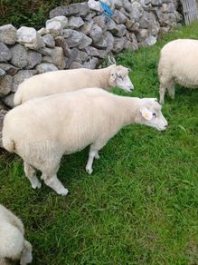 Galway sheep