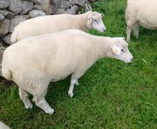 Galway sheep