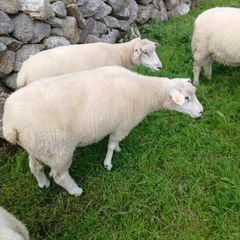 Galway sheep
