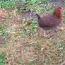 Wellsomer pullets for sale Image 3