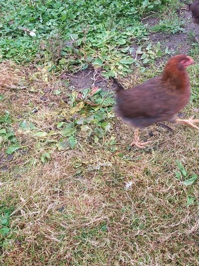 Wellsomer pullets for sale