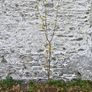 Damson Trees Image 2