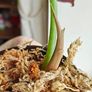 Large Alocasia Cuprea Red Secret Image 6