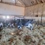Late calving cows for sale Image 10