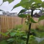 Plant Image 2