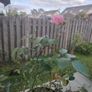Rose  plant Image 3